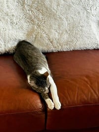 Binx and Nina - bonded teen kittens - Photo 4