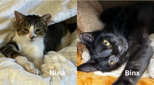 BINX AND NINA - BONDED TEEN KITTENS - Domestic Short Hair / Tabby available for adoption