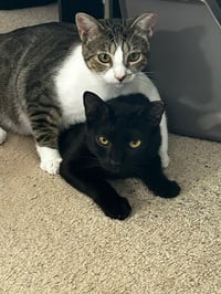 Binx and Nina - bonded teen kittens - Photo 2