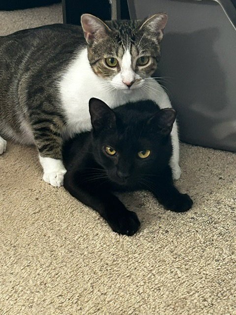 BINX AND NINA - BONDED TEEN KITTENS - Domestic Short Hair / Tabby available for adoption
