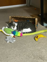 Binx and Nina - bonded teen kittens - Photo 5