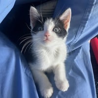 Avril - female kitten - Photo 1