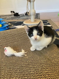 Avril - female kitten - Photo 3