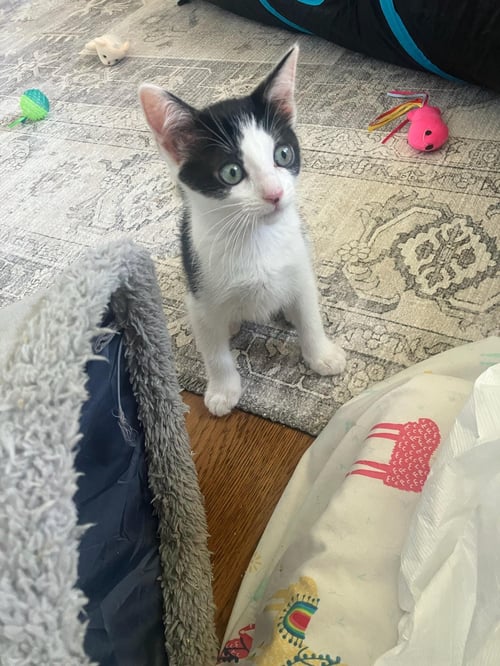 AVRIL - FEMALE KITTEN - Tuxedo available for adoption