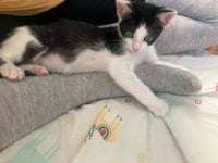 Avril - female kitten - Photo 4