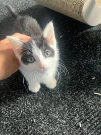 Avril - female kitten - Photo 5