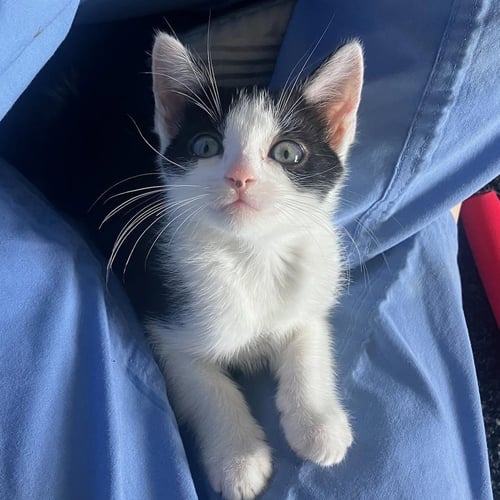 AVRIL - FEMALE KITTEN - Tuxedo available for adoption
