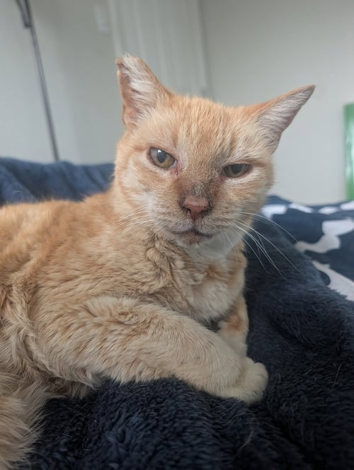 CHARLIE - SENIOR MALE
