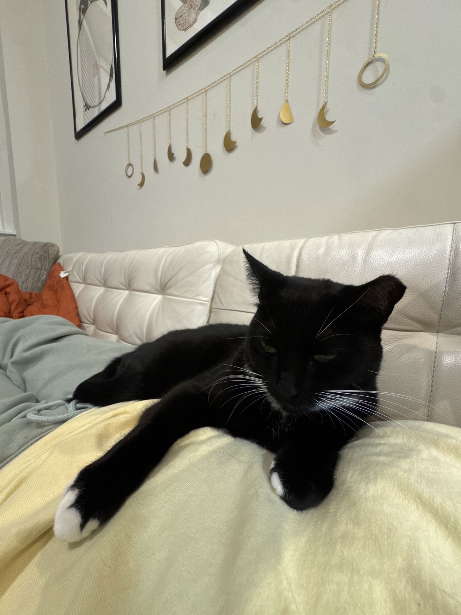 Rhea - Photo 4