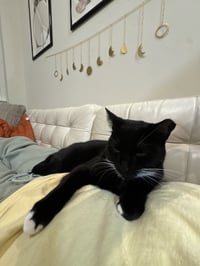 Rhea - Photo 4
