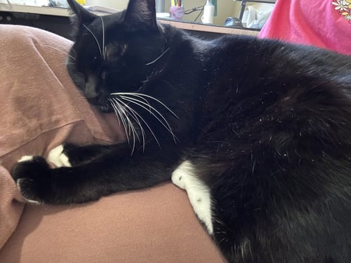 RHEA - Tuxedo available for adoption