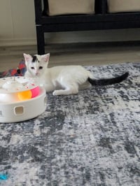 Starlight - female kitten - Photo 3