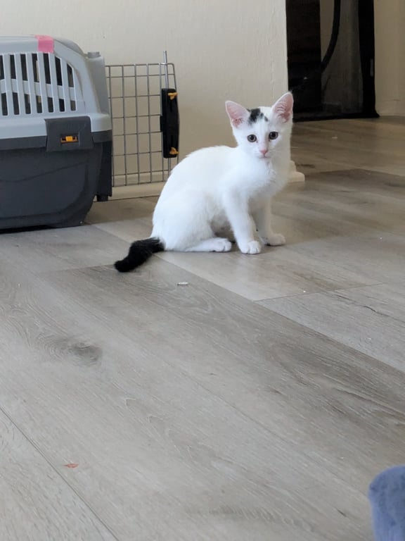 Starlight - female kitten Image