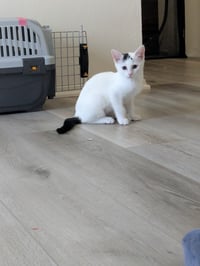Starlight - female kitten - Photo 1