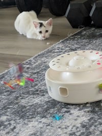 Starlight - female kitten - Photo 4