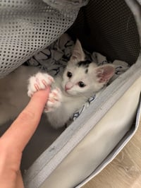 Starlight - female kitten - Photo 2
