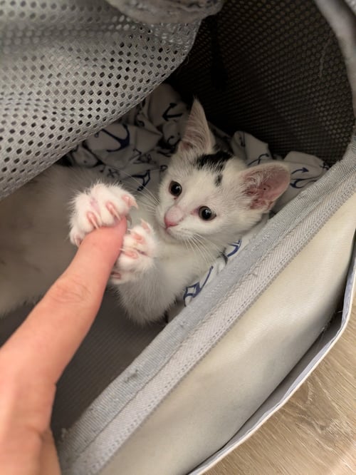 STARLIGHT - FEMALE KITTEN - Domestic Short Hair available for adoption