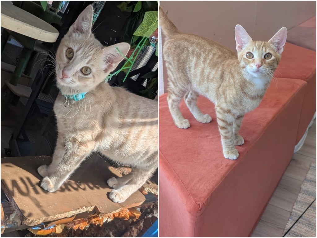 Champ & Calvin - bonded brothers Image