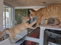 Champ & Calvin - bonded brothers - Photo 4