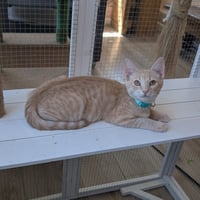 Champ & Calvin - bonded brothers - Photo 2