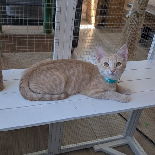 CHAMP & CALVIN - BONDED BROTHERS - Tabby available for adoption