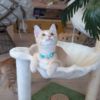 Champ & Calvin - bonded brothers - Photo 6