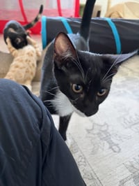Rocky - male kitten - Photo 3