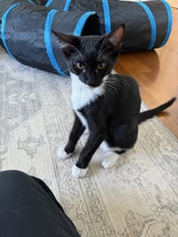 Rocky - male kitten - Photo 4
