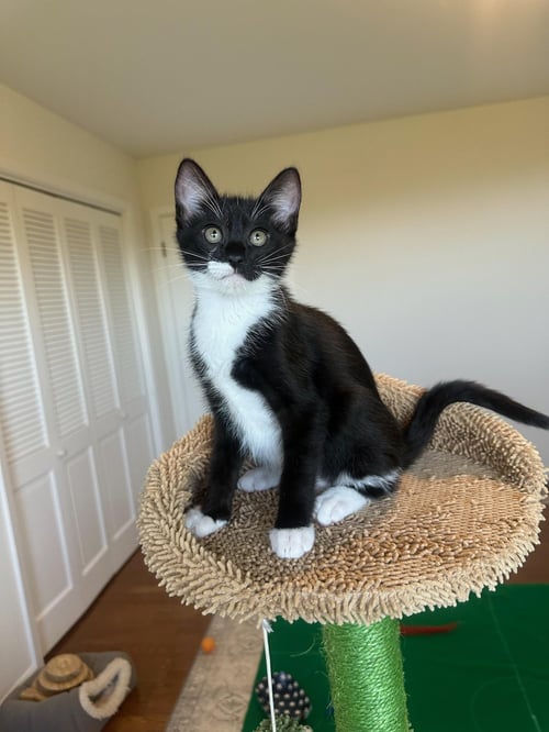 ROCKY - MALE KITTEN - Tuxedo available for adoption