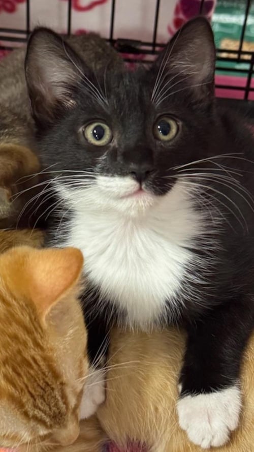 ROCKY - MALE KITTEN - Tuxedo available for adoption