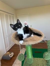 Rocky - male kitten - Photo 5