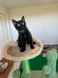 Jade - female kitten - Photo 2