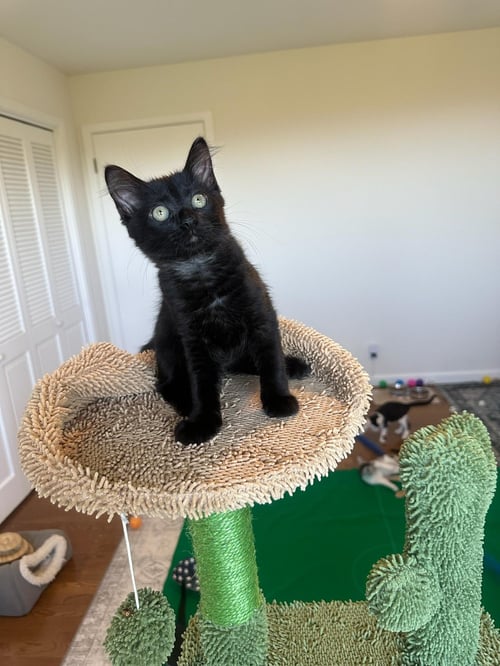 JADE - FEMALE KITTEN - Domestic Short Hair available for adoption