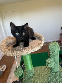 Jade - female kitten - Photo 3