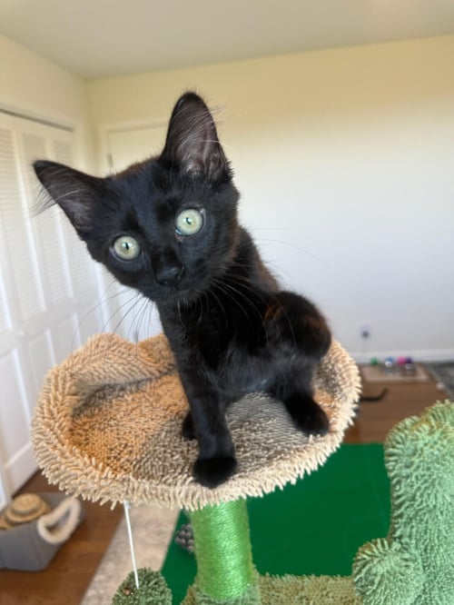 JADE - FEMALE KITTEN - Domestic Short Hair available for adoption