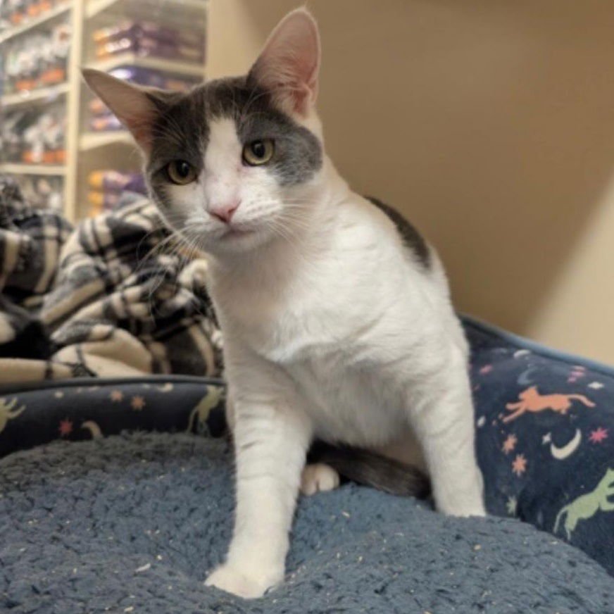 FREYA - FEMALE KITTEN - Domestic Short Hair for adoption in Sunnyvale