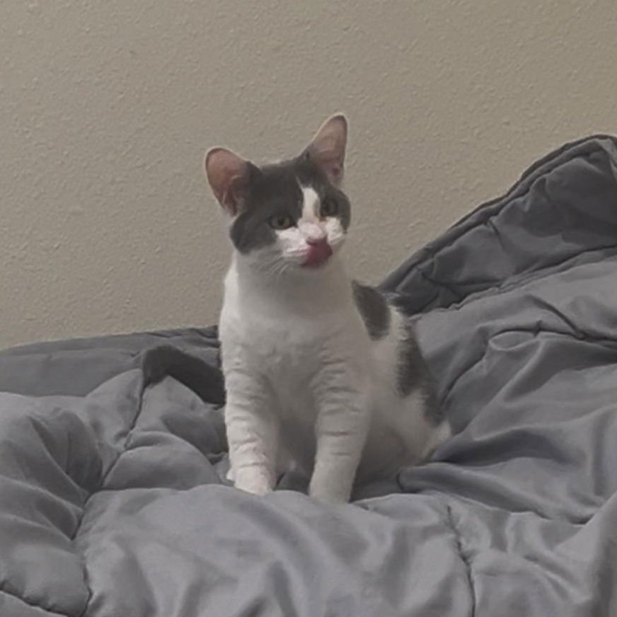 Freya - Female kitten - Photo 2