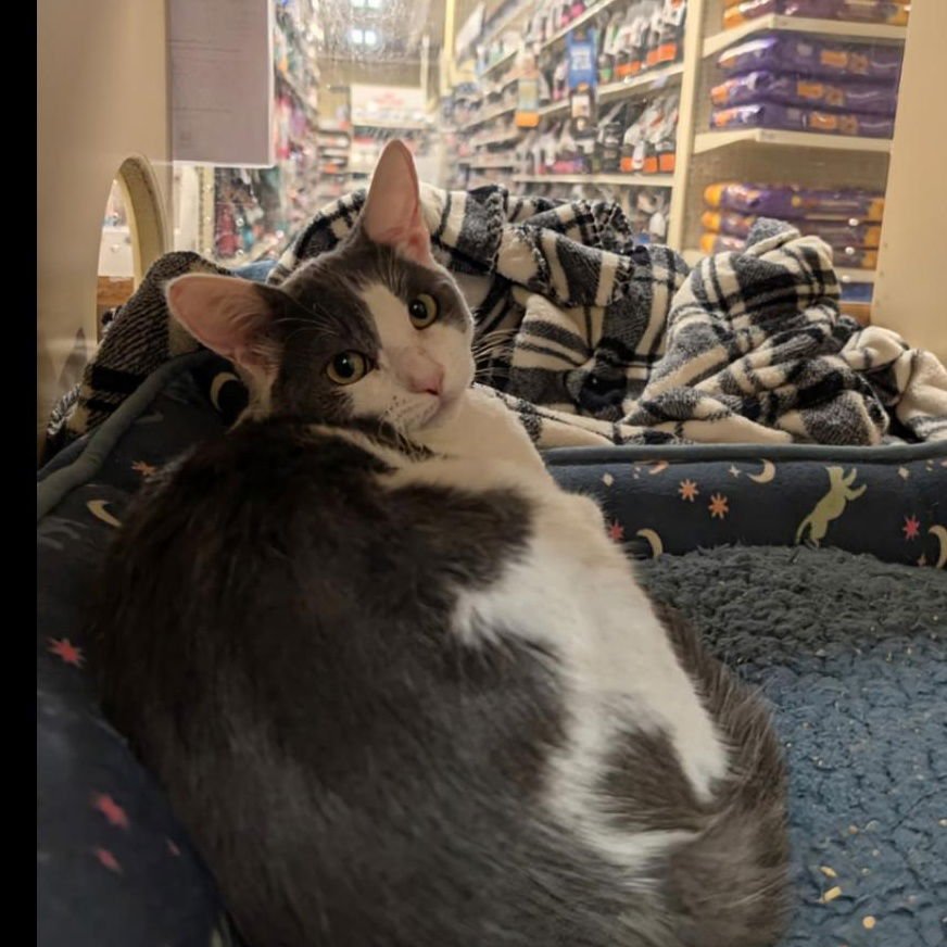 Freya - Female kitten - Photo 3