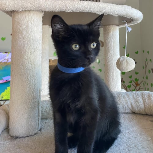 ROCKY - MALE KITTEN