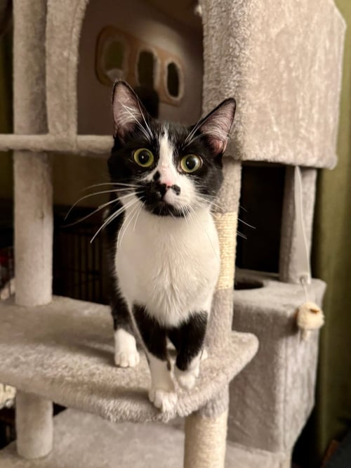 SYDNEY - TEEN FEMALE - Domestic Short Hair for adoption in Sunnyvale