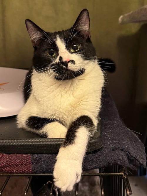 SYDNEY - TEEN FEMALE - Domestic Short Hair available for adoption