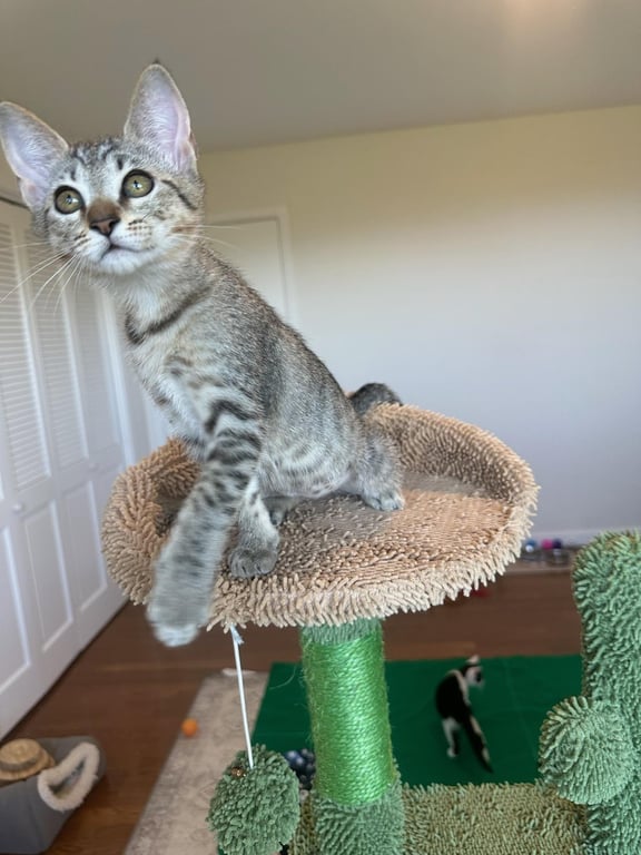 Bianca - female kitten Image