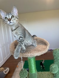 Bianca - female kitten - Photo 1
