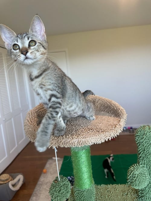 BIANCA - FEMALE KITTEN - Tabby available for adoption