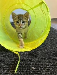 Bianca - female kitten - Photo 2