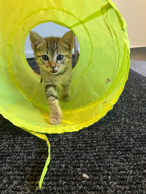 BIANCA - FEMALE KITTEN - Tabby available for adoption