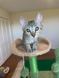 Bianca - female kitten - Photo 3