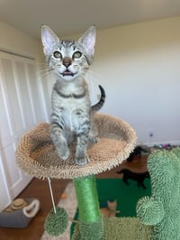 Bianca - female kitten - Photo 4