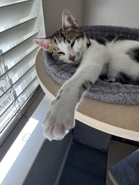 Kaddu - teen kitten - Photo 2