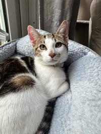 Kaddu - teen kitten - Photo 3
